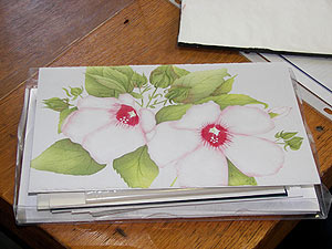 Hibiscus Half-Fold Greeting Card